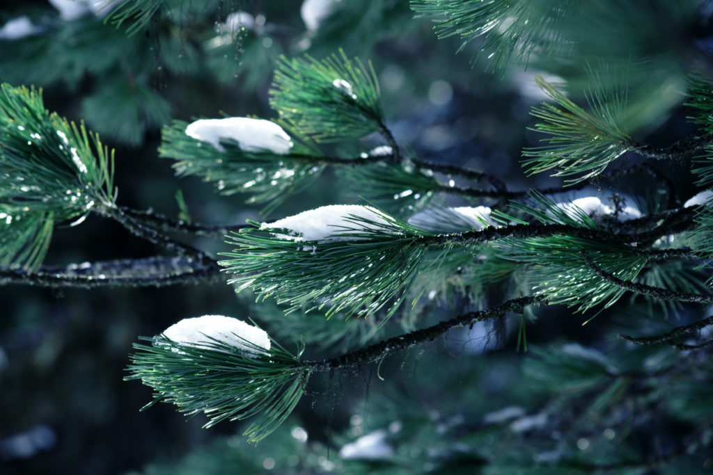 Poudre de neige sur un sapin