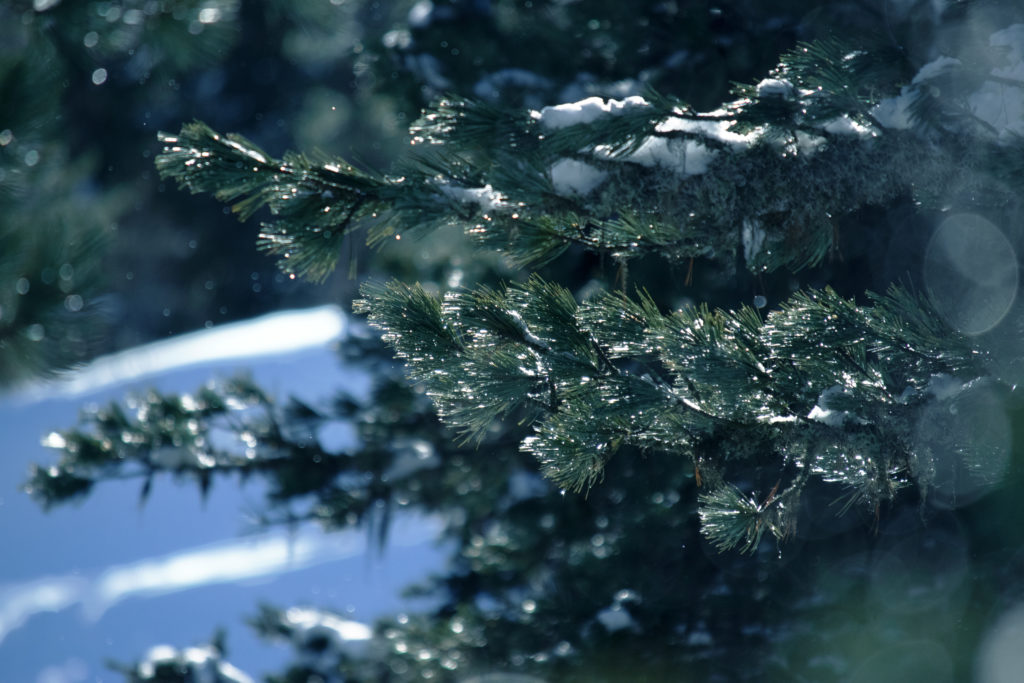 Sapin et branches